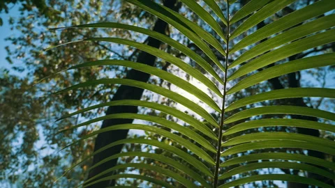 Bright warm summer sun shining thru tropical palm leaves 4K slowmotion vacation Stock Footage 294649934