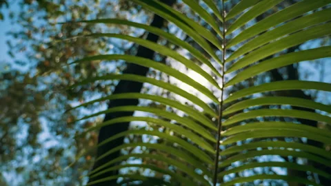 Bright warm summer sun shining thru tropical palm leaves 4K slowmotion vacation Video stock 294649943