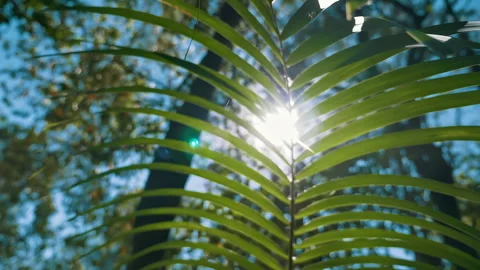 Bright warm summer sun shining thru tropical palm leaves 4K slowmotion vacation 库存影片 294650017
