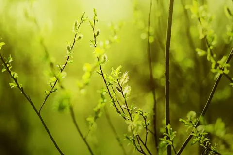 On a bright, warm, sunny spring day, fluffy willow flowers bloom on thin bran Stock Photos