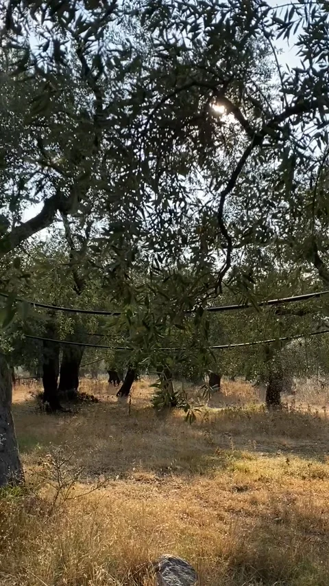 Bright watering of olive trees on an open farm on the Thassos island, Greece Stock-Footage 313758641