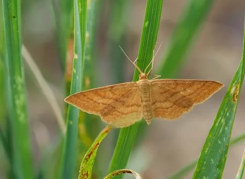 Bright wave moth on a blade of grass Stock Photos