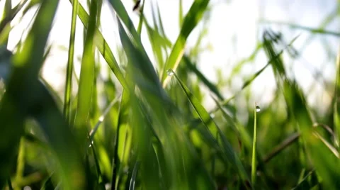 Bright Wet Grass In Sunlight Close Up    Video stock 49842453