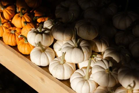 Bright white and orange pumpkins arranged on a wooden shelf in a rustic market Foto stock