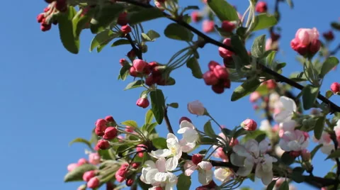 Bright white and pink buds and flowers on the tree against the bright blue sky. Video stock 67635633