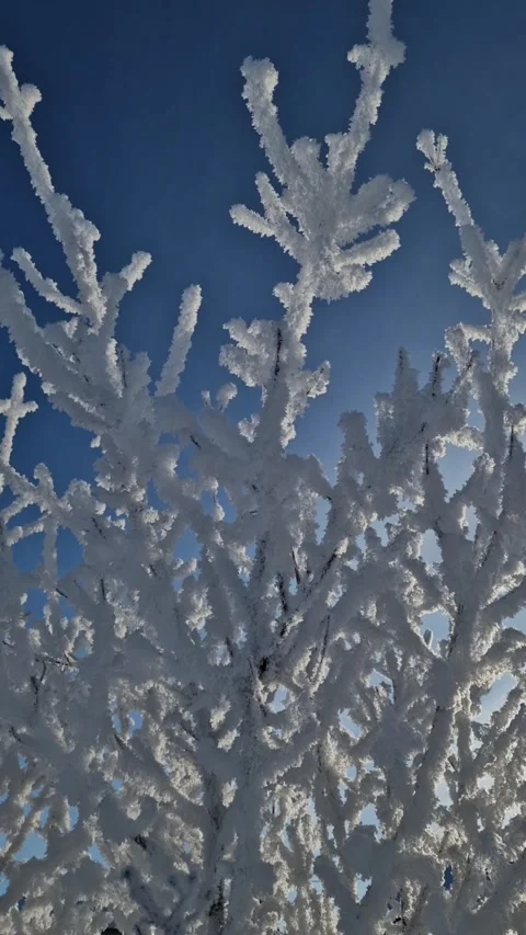 Bright White Branches Against Deep Blue Sunny Sky Video stock 309300356