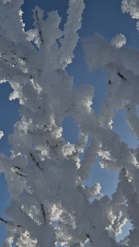 Bright White Branches Against Light Blue Sunny Sky Video stock 309300357