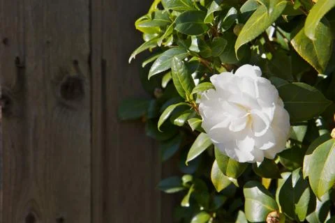 Bright white camellia Stock Photos