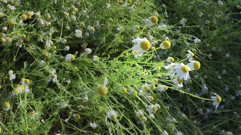 Bright white camomiles is opens Stock Footage 97499313