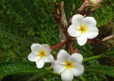 Bright White flowers 写真素材