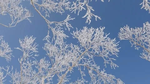 Bright white icy tree branches and twigs against blue sky Stock Footage 246109443
