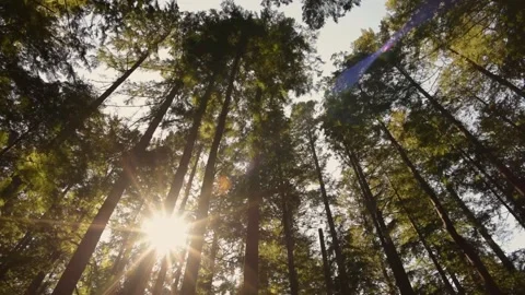 Bright white sun shines through the trees in the forest Stock Footage 137932395