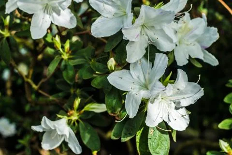 Bright white tropical flower rhododendron with deep green background Stock Photos
