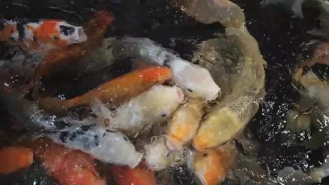 Bright white, yellow and orange fish swim in the pond Stock Footage 290835861
