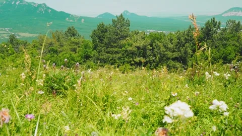 Bright wildflower fields stretch across the landscape, surrounded by lush Stockbeeldmateriaal 312352418