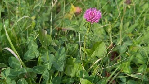 Bright wildflowers on green grass Stock Footage 318320156