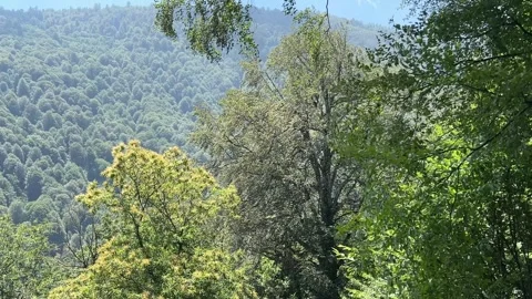 Bright Windy Forest View in Kartepe Turkey Stock Footage 340967648