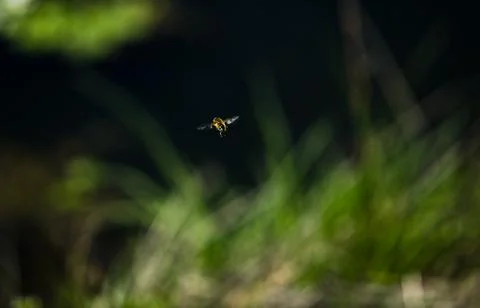 Bright wings Stock Photos