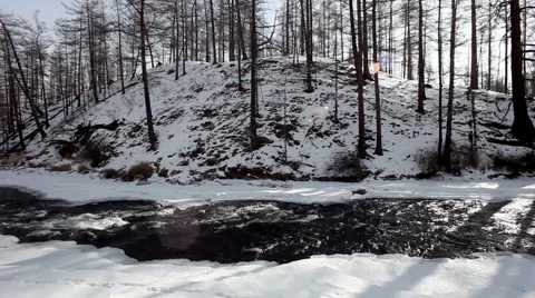 Bright winter day. Forest brook. Krasnoyarsk region. Siberia. Russian Federation Video stock 63629469