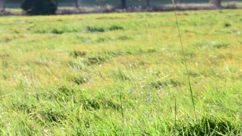 Bright winter day tree and grass in the wind Stock-Footage 256242819
