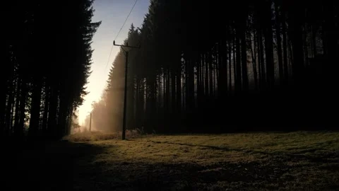 Bright winter forest with sun rays piercing through. Drone footage in 4K. Stock Footage 296550579