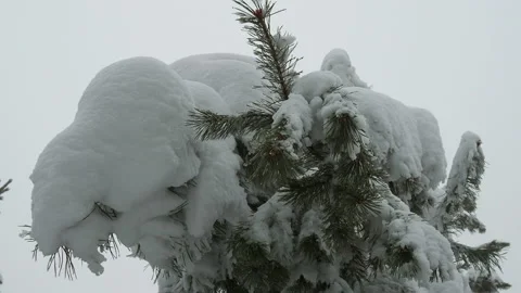 Bright winter landscape with snow-covered pine trees Stock Footage 147455983