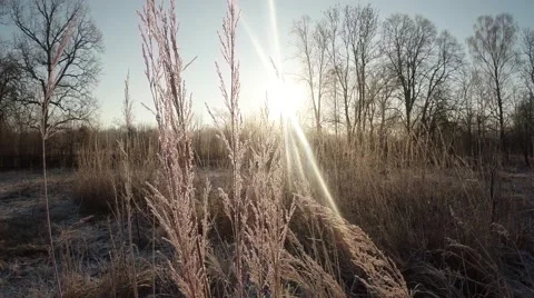 Bright Winter Light Falls on The Snow-Covered Bush Grass in Winter Stock Footage 59758430