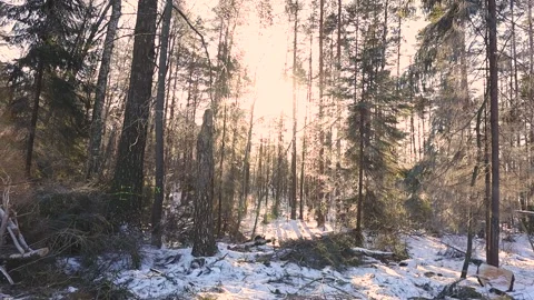 Bright winter sun shines through frost-covered branches, creating sparkling ice 스톡 동영상 329289929
