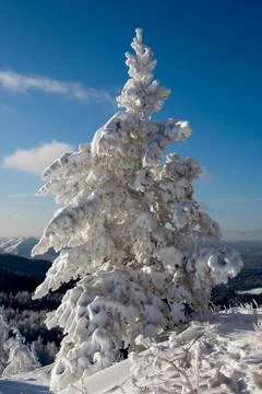 Bright winter wood. Stock Photos