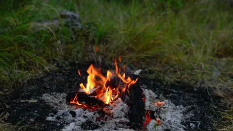 Bright Wood Logs Fire Burning in Forest Loop Video stock 343343362