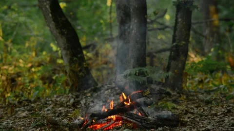 Bright Wood Logs Fire Burning in Forest Loop Video stock 343343647