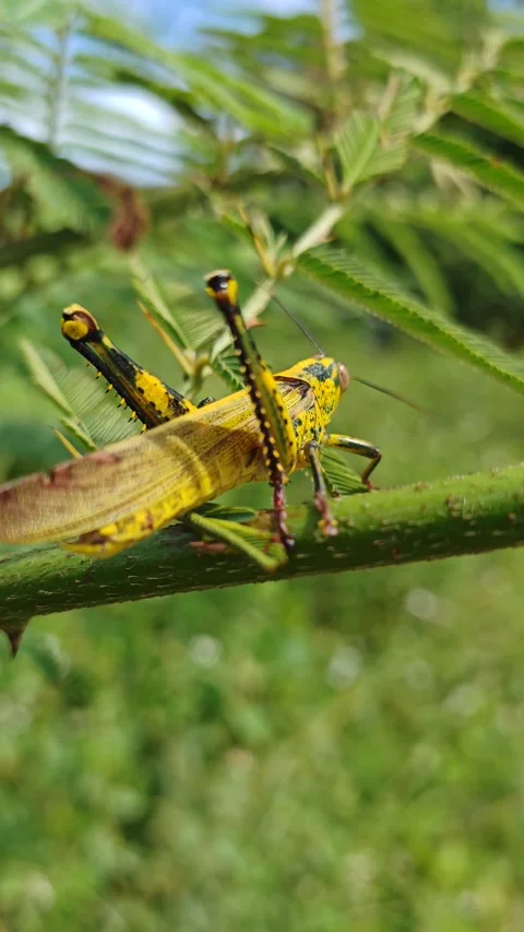 Bright Yellow and Black Grasshopper Resting on a Thorny Wild Plant Stem Video stock 319444479