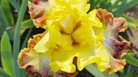 Bright Yellow and Bronze Ruffled Iris Flower Opens Upward in a Sunny Garden Stock Footage 335547474