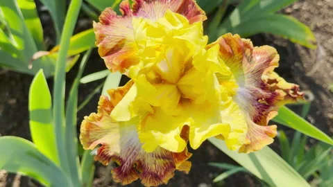 Bright Yellow and Bronze Ruffled Iris Flower Opens Upward in a Sunny Garden Stock Footage 335913653