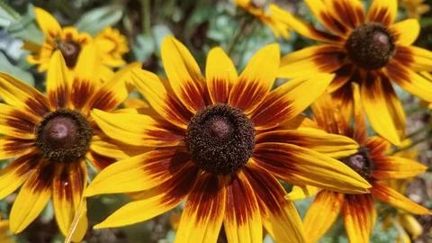 Bright yellow and deep red coneflower blossoms in full bloom 库存照片