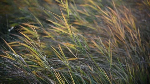 Bright yellow and green grass and reeds move in the wind Stock Footage 141063757