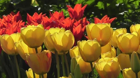 Bright Yellow and Red Easter Tulip Flowers in Sunshine Blowing in Spring Breeze Stock-Footage 50769517