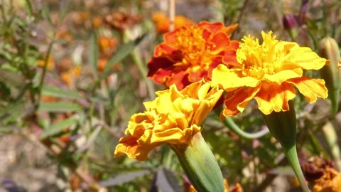 Bright yellow and red marigold Tagetes flowers blooming in sunny garden Видео 343558743