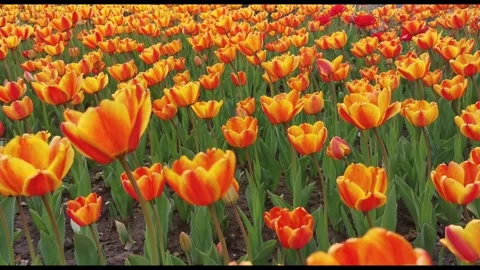 Bright yellow and red tulips bloom in the park. Spring flowers. Stock Footage 328812848