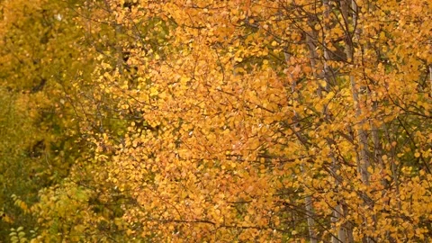 Bright yellow aspen leaves flutter in the wind Stock Footage 328729857