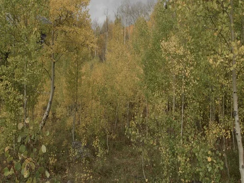 Bright Yellow Aspen Trees at the Maroon Belles Stock Footage 80440094
