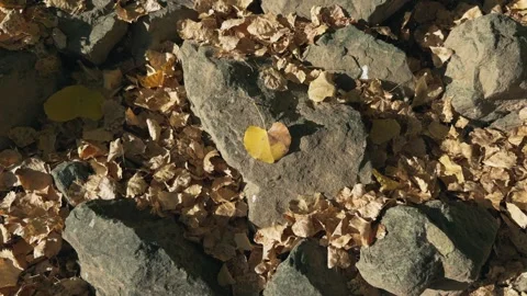 Bright yellow autumn leaf lying on rocky ground in sunlight Video stock 344060859
