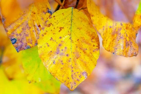 Bright yellow autumn leaf in sharp focus with blurred background Stock Photos