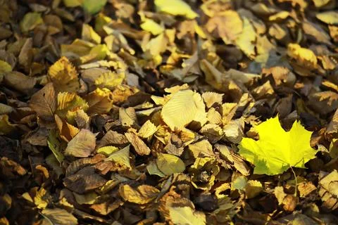 Bright Yellow Autumn Maple Leaf Amidst Brown Fall Foliage Outdoors Stock Photos
