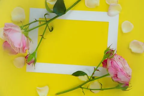 On a bright yellow background there is a white frame and pink roses and petals Stock Photos