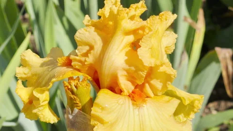 A Bright Yellow Bearded Iris Blooms Heavily in a Sunlit Park Garden Stock Footage 335598346