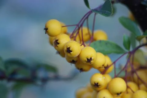 Bright yellow berries on a branch Stock Photos