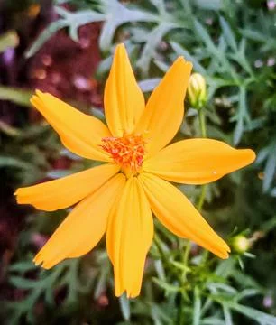 Bright Yellow Bloom Stock Photos