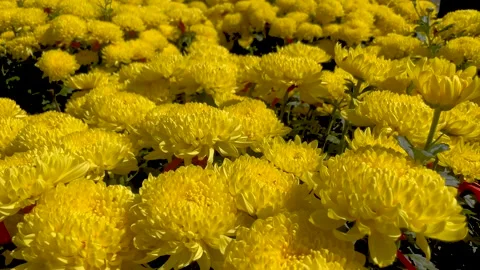 Bright Yellow Blooming Flowers Pattern, Vietnamese Tet Holiday Stock Footage 346997397