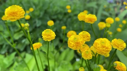 Bright yellow blooming spring flower. Yellow buttercups flowers Stock Footage 156574954